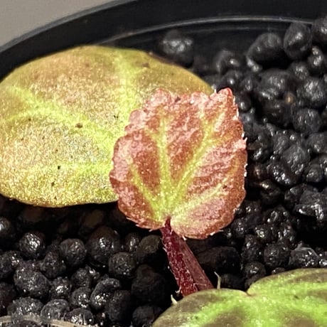 Begonia sp. from Aceh [LA]