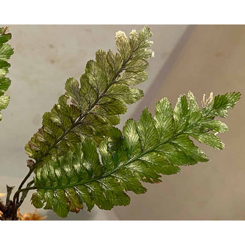 Cephalomanes sp. from Khlong Yai Trat Thailand