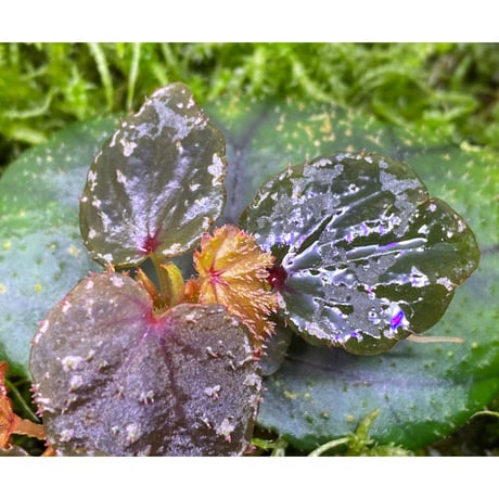 Begonia sp. from North Toraja [S0919-02] 伊藤蟻植物農園