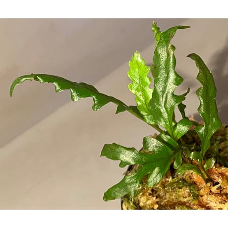 Bolbitis sinuosa from Philippines