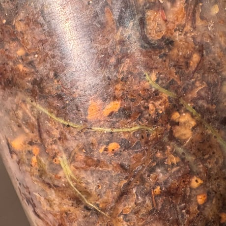 Schismatoglottis sp. from China [カミハタ]