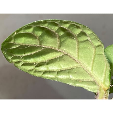 Gesneria sp. "Nanga pinoh" Kab. Melawi [TB]