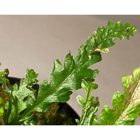 Microsorum sp. Short Dragon Tail