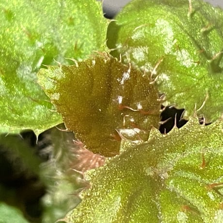 Begonia susaniae