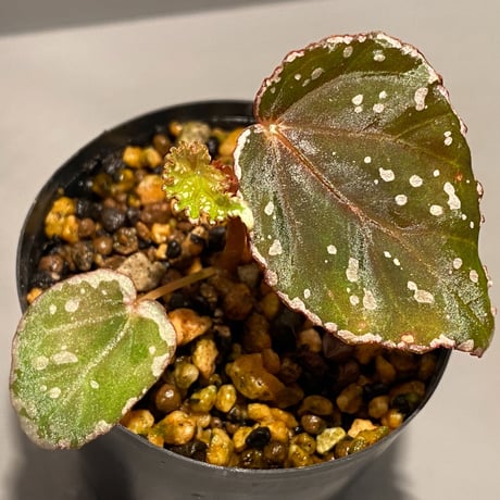 Begonia sp. from Aceh sumatera [LA1115-01T]