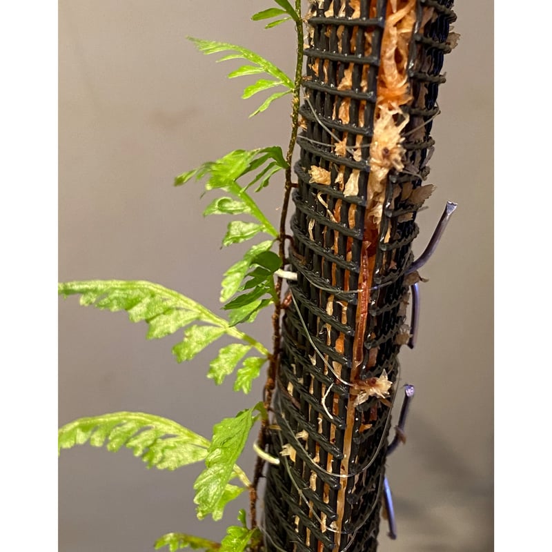 Teratophyllum aculeatum from Nanga pinoh [TB] |