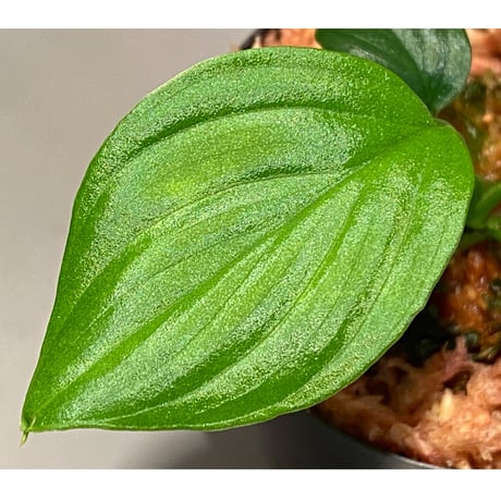 Homalomena sp. "Aceh selatan" from Aceh sumatera [TB]