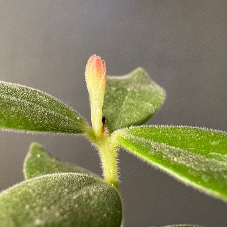 Ceratostema kiatana