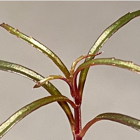 Sonerila linearis from Kedah Malaysia [LA0717-02]