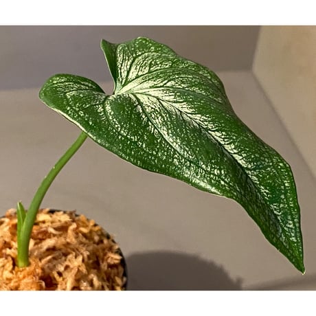 sp. from Bahia Solano Colombia [tanakay]