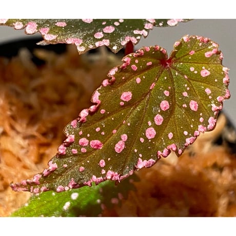 Begonia gracilicyma from Sumatra Barat [TB]