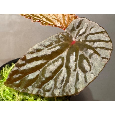 Begonia sp. from North Sumatera