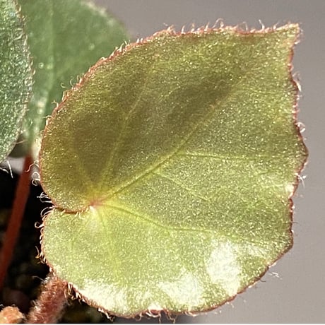 Begonia sp. f1 from Sumatera [NT ORCHID]