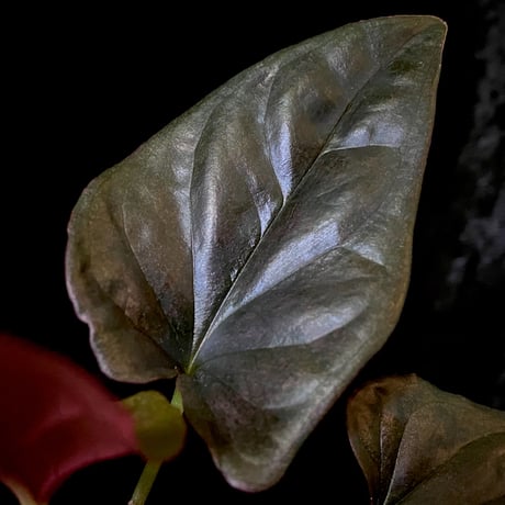 Syngonium sp. from Choco Colombia [tanakay]