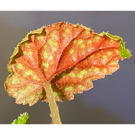 Begonia tenuifolia from Sukasada Bali [S0320-02] 伊藤蟻植物農園