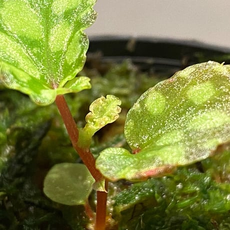 Begonia chlorosticta (Green) from Borneo Sarawak