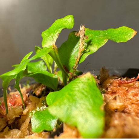 Microgramma heterophylla 伊藤蟻植物農園