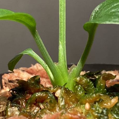 Homalomena sp. "Aceh selatan" from Aceh sumatera [TB]
