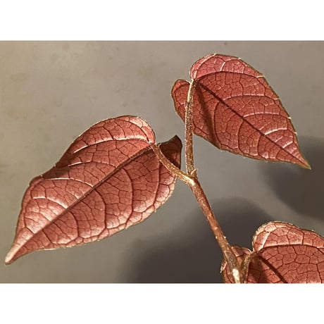 Pterisanthes sp. from Sidikalang [R0817-01c]