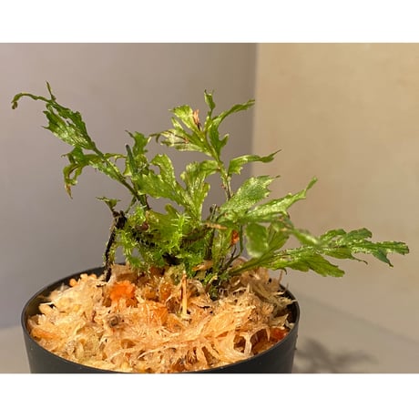 Crepidomanes auriculatum 屋久島産 [KSB]