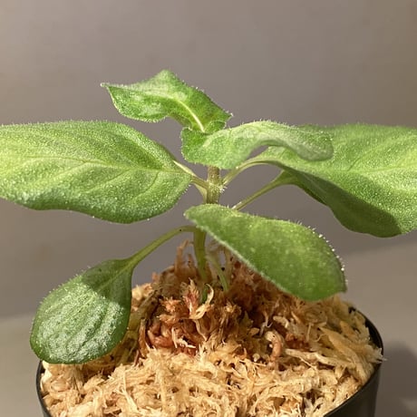 Gymnostachyum sp. from Tigalingga [HW0219-02]
