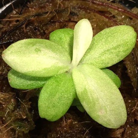 Schismatoglottis sp. "初霜錦" from Murung raya [LA0515-05]