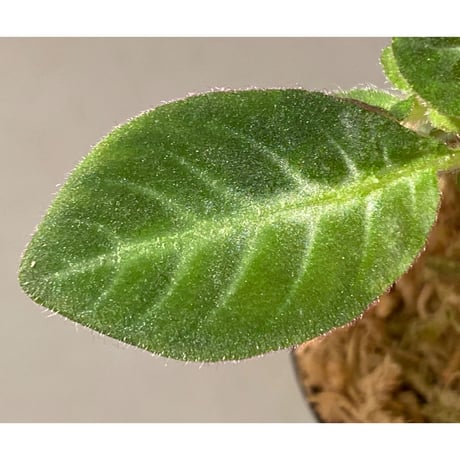 Codonoboea cf. pumilla from Riau sumatera [LA1119-02]