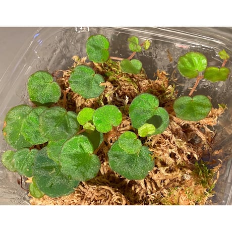 Begonia lichenora (sp.Mini) from Kalimantan Sarawak border [LA]