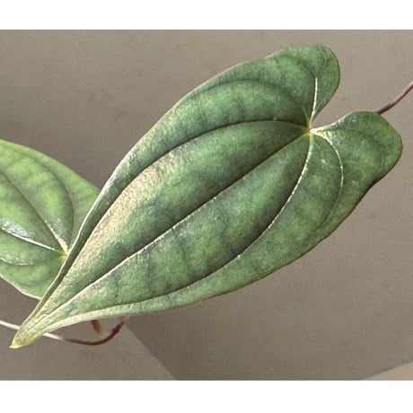Dioscorea sp. from Sabah [R0516-01]
