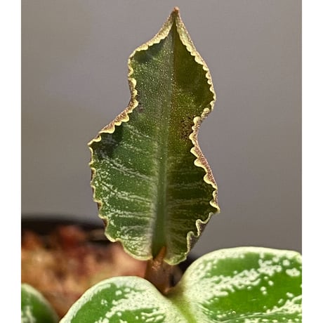 Labisia sp. " Silver Net" BNN from Sibolga timur [AZ1016-2]