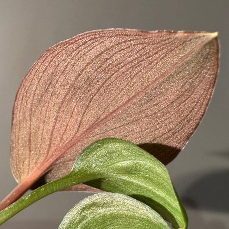 Homalomena sp. "Pink Velvet" from Kepulauan Riau [KN]