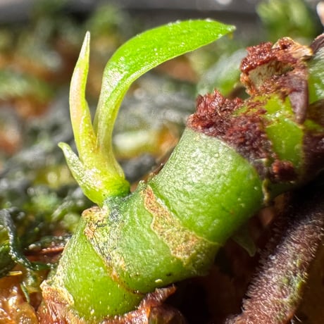 Aridarum cf. montanum from Sanggau West Kalimantan