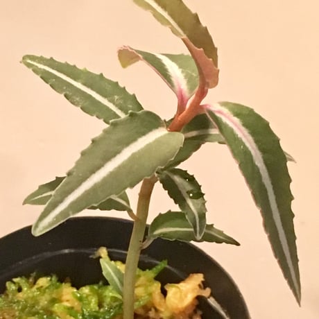 Labisia sp. from Hulu Kapuas Kalimantan barat