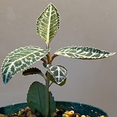 Ardisia sp. from Sumatera barat [TB]