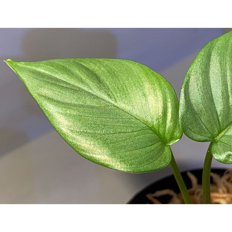 Homalomena sp. Aceh sumatera【LA1118-03】 Homalomena sp. from Aceh sumatera [LA1118-03] |