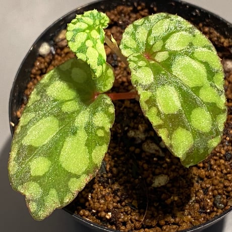 Begonia chlorosticta (Green) from Borneo Sarawak