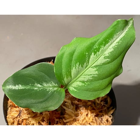 Aglaonema pictum "Corsair" BNN from Sibolga timur [AZ0216-1d] ②