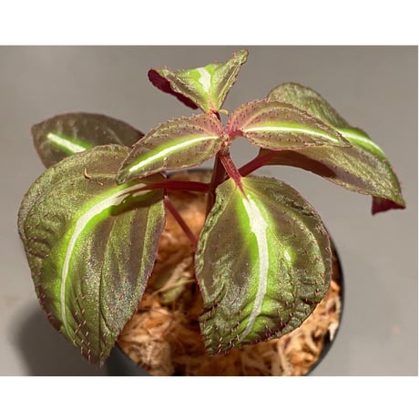 Sonerila pulchella