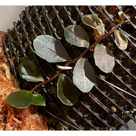 Marcgravia sp. "Azreal"