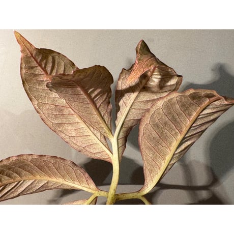 Amorphophallus pendulus from Kapuas hulu West Kalimanta ①