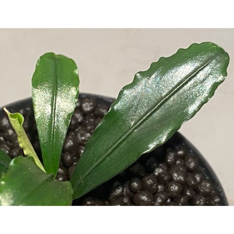 Bcephalandra sp. "motleyana" 2022年　カミハタ便 ①