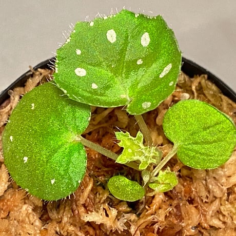 Begonia sp. from Rahad Datu [TK081116-1]