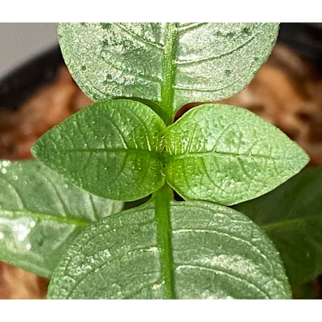 Ophiorrhiza sp. from Selangor [TK]