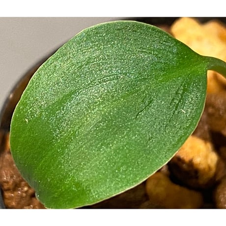 Homalomena sp. #9 from Sekadau [LA2013年] GN販売株