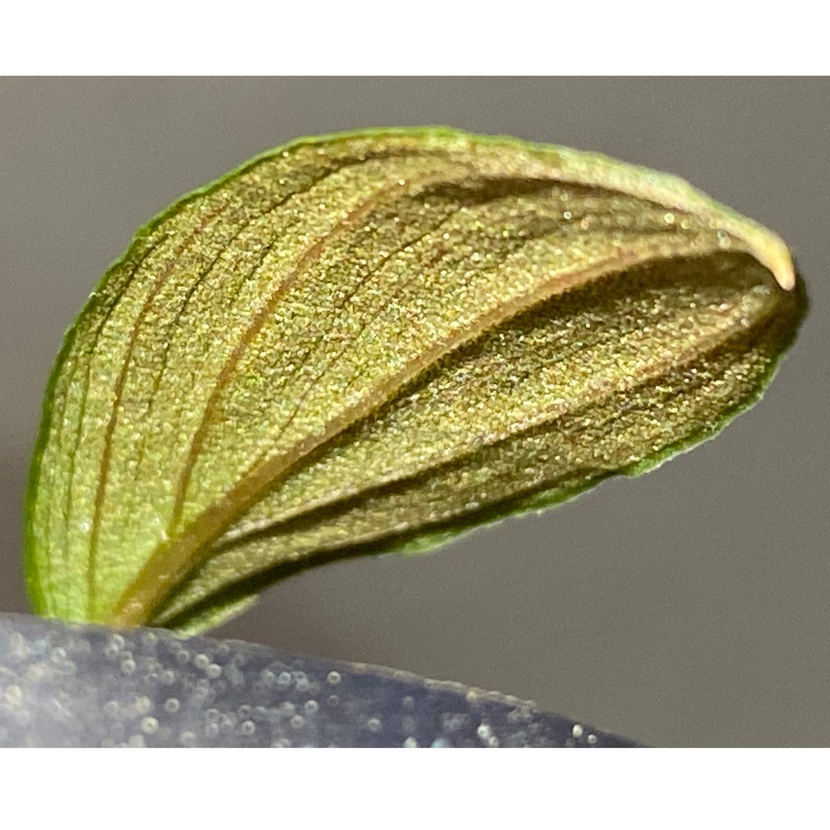 Homalomena sp. from Sumatera Utara [LA0318-01]