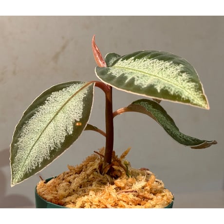 Ardisia sp. "Light Saber"