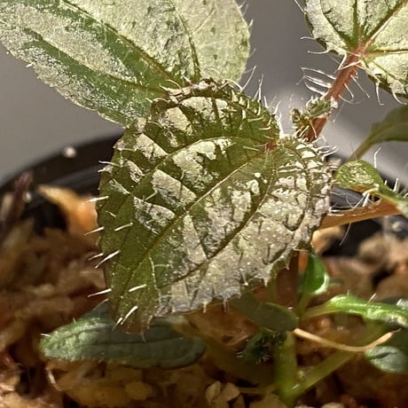 Phyllagathis sp. from Cao Bang Viet Nam [R1217-02]