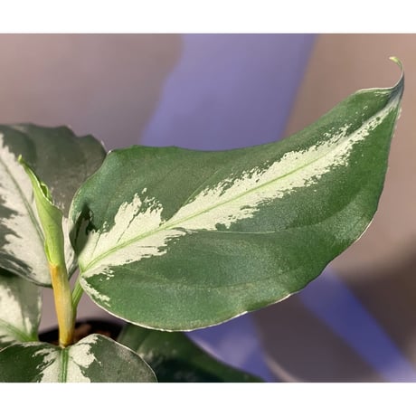 Aglaonema pictum [LA0915-z-s-11]