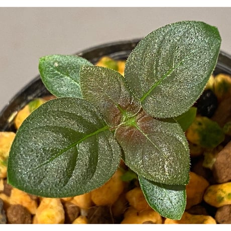 Ophiorrhiza sp. from Papua Barat[LA0319-01]