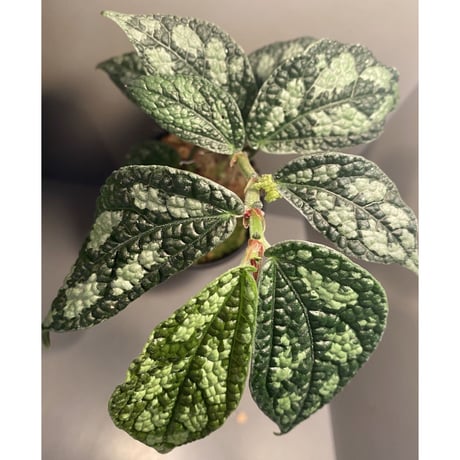 Elatostema sp. (Sri Lanka) ?